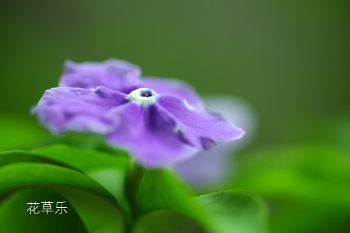 双色茉莉有什么作用？好一朵美丽的茉莉花，全世界都知道它！